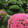5月の花壇、、、
