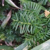 Taxus cuspidata var. nana　キャラボク