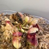 セファロタス成長記録=2026/7月23日 #食虫植物 #セファロタス #icos #著作権無料 #BGM