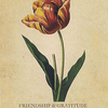 TULIP｜チューリップ Friendship & Gratitude