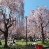 榴岡公園へ桜を観に行きました♪