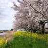 中川を歩く 権現堂公園お花畑から新槐堀川合流まで