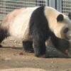 上野動物園へ