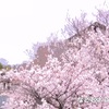 桜 さくら サクラ #37