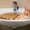 猫をお風呂に入れて生き残る方法