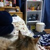 夜は飼い主と一緒にテレビを見る猫