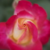 生田緑地ばら苑でバラの香りを楽しむ