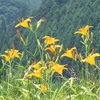 北茨城，花園の花と虫