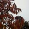 一雨ごとに