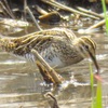 境川遊水地公園で春の鳥ちゃん達