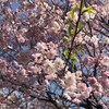 王道シリーズ・千鳥ヶ淵の桜