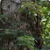 夏の終わりのヌル谷遊山　樹の下