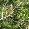 コアオバト(Pink-necked Green Pigeon)