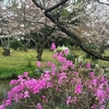 【桜便り】京都・渉成園