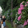  飛鳥山公園であじさい