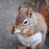 受験直前期の食事について