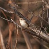 本日（2/10）の鳥見