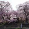 勝間薬師堂のしだれ桜