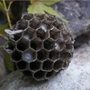 アシナガバチの巣。