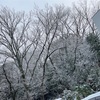 雪降りました❄️☃️