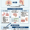 しゃっくりが止まらない原因と治療｜神経反射のメカニズムと止め方の医学的根拠