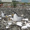 森ヶ崎水再生センター屋上コアジサシ営巣地　春の営巣地整備作業ボランティアさん募集！！