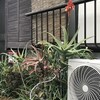 Aloe