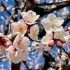 花と虫と小鳥と人の思い出