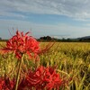 過去の嬉しい文章「通信制高校になった子供から😌」