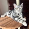 猫をお迎えする日にこだわった訳