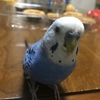 うちのインコは口が悪い