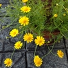 黄色の小花ゆらゆら