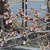 桜の下に何が埋まっているのかは私のカラテで暴こうか