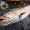 失敗作のフライでも魚は釣れるのだから、あまり細かいことを気にする必要はない。