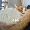 横見たらもふもふな今日の仕事場。