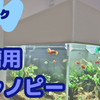 ソネケミファの流木を買いました ドリリウム