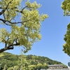 初夏の日差しの中、自宅フィットネスを頑張りました。その動機は・・