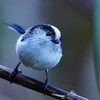 可愛いエナガと沼の野鳥達