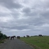 沖縄の島々を巡る旅　与那国島の馬編