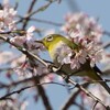 桜の花とメジロ