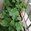 さつまいもの現状