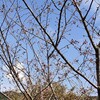 自分で植えた桜の様子