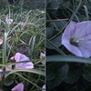 ヒルガオの名前が付く花　　いつもより足を伸ばし，片瀬西浜から夕方の富士を眺め，湘南海岸公園では，ハマヒルガオの群生を見てきました．既に大部分は閉じていましたが，開いている花も．昼顔の開花時間は，朝から午後3時頃ということでしたが，ハマヒルガオはもっと遅くまで咲いている？今度さらに確かめてみましょう．なお，ヒルガオという名前を持つ花は，アサガオ属にもあります．ヒルガオの名前を持つのに夜咲く種も！