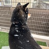 黒柴 🐶 つん