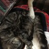 やっぱり猫が好き。