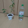 植物をモニタリング&水やりを自動化するシステムを作る(2)