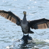 【355話・FUJIFILM】X-H2S&XF150-600mm F5.6-8 R LM OIS WRで撮る東京港野鳥公園の野鳥