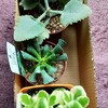 🌵多肉植物  多肉狩り💕危険なホームセンター🌵