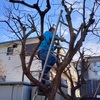 ランはお休みにして柿の木の剪定と年賀状の印刷作業を行った