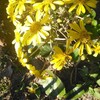 ツワブキの花